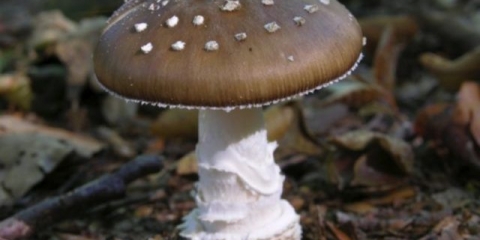 Kišobran od gljiva: kako razlikovati od otrovnih, fotografija i video